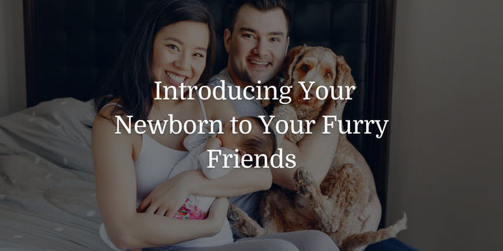 Introducing Your Newborn to Your Furry Friends - The Baby's Brew
